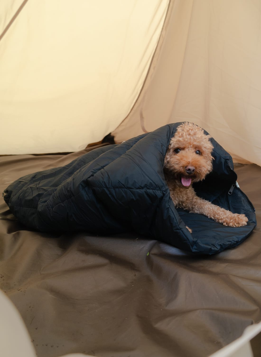 雑誌 GO OUT 掲載 NANGA(ナンガ)別注 Dog sleeping bag(ドッグ