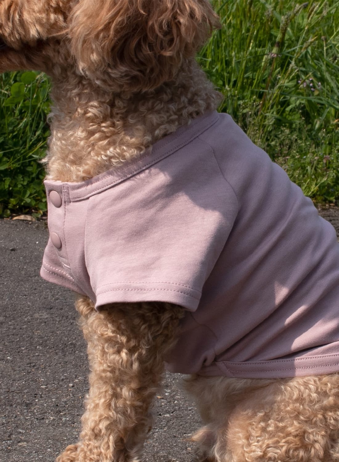 snowpeakdog01-1100-3.jpg