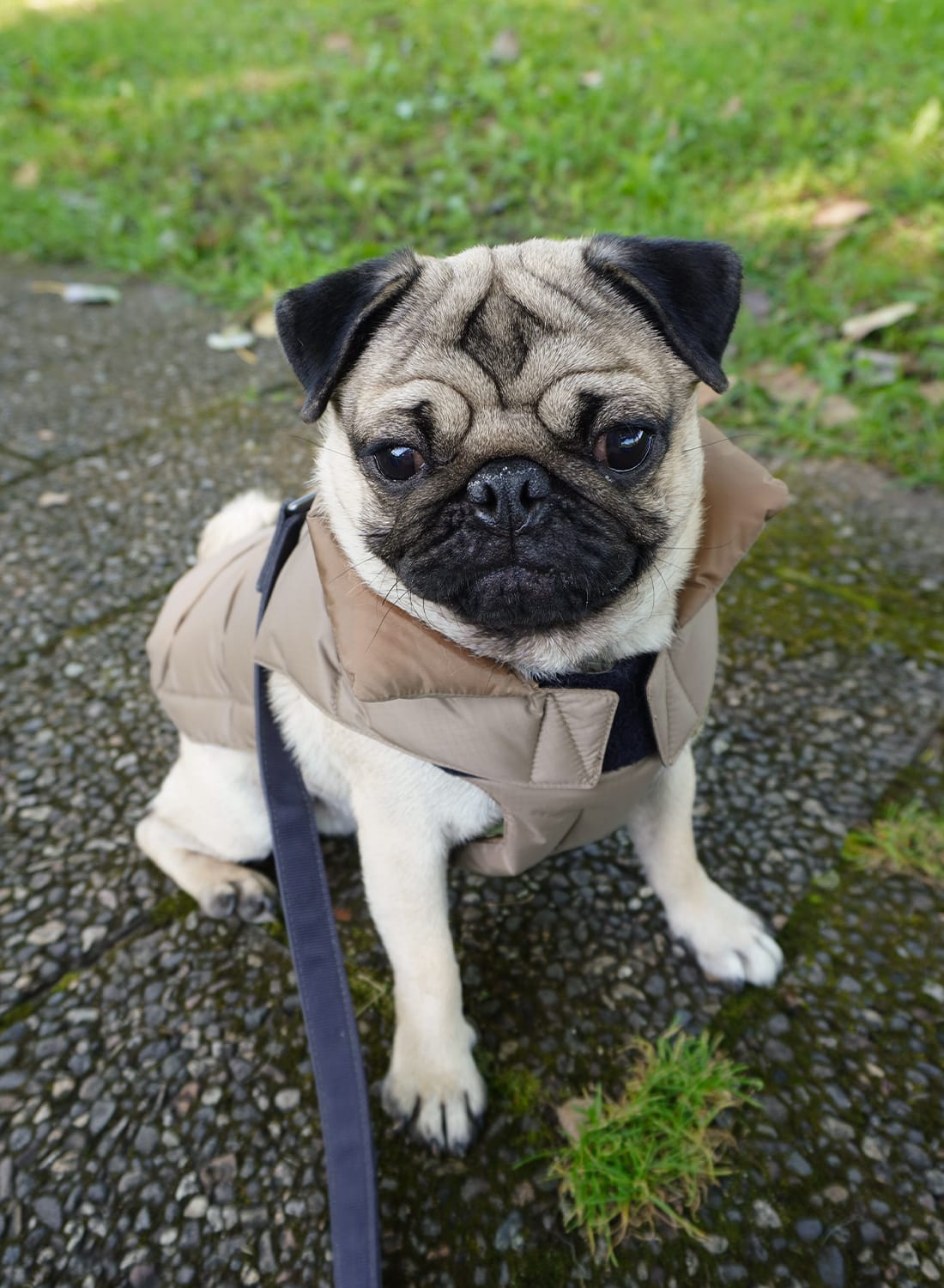 DOG DOWN JACKET - MOONLOID EXCLUSIVE|【MOONLOID別注】ドッグ